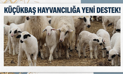 Küçükbaş Hayvancılığa Yeni Destek!