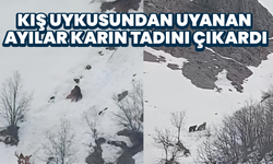 Kış Uykusundan Uyanan Ayılar Karın Tadını Çıkardı