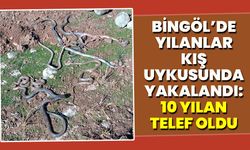 Bingöl’de Yılanlar Kış Uykusunda Yakalandı: 10 Yılan Telef Oldu
