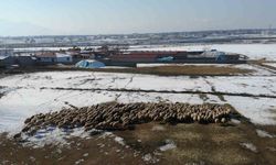 Erzincan’da Kuzulama Dönemi Başladı: Besiciler Tatlı Telaşta