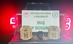 Keklik Avlayan Şahıs Suçüstü Yakalandı: 65 Bin TL Ceza Kesildi