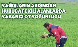 Bingöl’de Kuvvetli Yağışın Ardından Ekili Alanlarda İnceleme