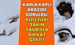 Bingöl'de Karla Kaplı Bölgede Kızıl Tilki Görüntülendi