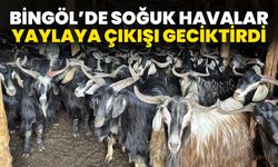 Bingöl’de soğuk havalar yaylaya çıkışı geciktirdi