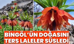 Bingöl’ün Doğasını Ters Laleler Süsledi