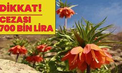 Bu Yıl Cezası 700 Bin Lira!