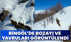Bingöl’de Bozayı Ve Yavruları Görüntülendi