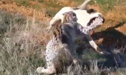 Malatya'da Nesli Tükenme Tehdidi Altındaki Vaşağın Köpekle Kapışması