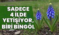 Sadece 4 İlde Yetişiyor, Biri Bingöl