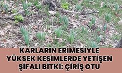 Bingöl'de Çiriş Otu Sezonu Başladı!