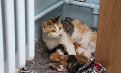 Sınıfta Doğum Yapan Kedi Öğrencilerin Sevgi Odağı Oldu
