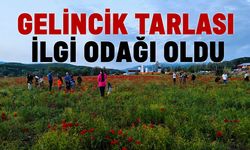 Gelincik Tarlası İlgi Odağı Oldu