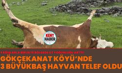 Bingöl’de 3 Büyükbaş Hayvan Telef Oldu!