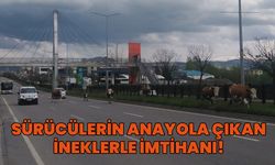Bingöl'de Yola İnen İnekler Kazaya Davetiye Çıkarıyor