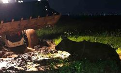 Diyarbakır'da Çamura Saplanan İnek Kurtarıldı