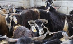 Elazığ Hayvan Pazarında, Bingöl'den Götürülen Hayvanlara Özel İlgi Var!