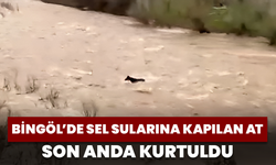 Bingöl’de Sel Sularına Kapılan At Son Anda Kurtuldu