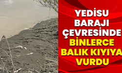 Yedisu Barajı Çevresinde Binlerce Balık Kıyıya Vurdu