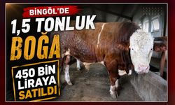 Bingöl'de 1,5 Tonluk Boğa 450 Bin Liraya Satıldı