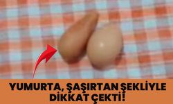 Bingöl’de Şaşırtan Yumurta!