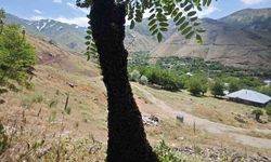 Palu’da Akasya Ağacında Arı Oğulu Görüldü