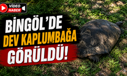 Bingöl’de Dev Kaplumbağa Görüldü