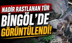 Nadir Rastlanan Tür Bingöl'de Görüntülendi!