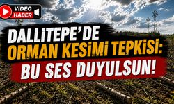 Dallıtepe’de Orman Kesimi Tepkisi: Bu Ses Duyulsun!