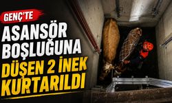 Genç’te Asansör Boşluğuna Düşen 2 İnek Kurtarıldı