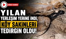 Yılan Yerleşim Yerine İndi, Köy Sakinleri Tedirgin Oldu!