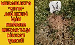 Bingöl'de Mezarlıkta 'Çıtır'a Mermer Mezar Taşı!
