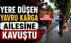 Yere Düşen Yavru Karga Ailesine Kavuşturuldu
