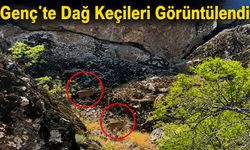 Genç’te Dağ Keçileri Görüntülendi