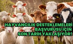 Hayvancılık Desteklemeleri Başvurularında Son Gün Yaklaşıyor!