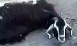Siirt'te Rögardan Sızan Sudan '32 Hayvan Telef Oldu' İddiası