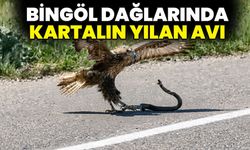Bingöl Dağlarında Kartalın Yılan Avı