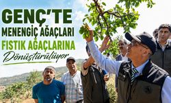 Genç’te Menengiç Ağaçları Fıstık Ağaçlarına Dönüştürülüyor
