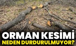Orman Kesimi Neden Durdurulmuyor?