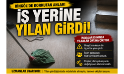 Bingöl’de İş Yerine Yılan Girdi