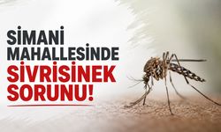 Simani Mahallesinde Sivrisinek Sorunu! Belediye Neden İlaçlama Yapmıyor?