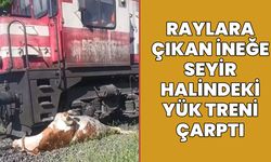 Elazığ'da Raylara Çıkan İneğe Tren Çarptı!