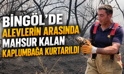 Bingöl'de Alevlerin Arasında Mahsur Kalan Kaplumbağa Kurtarıldı