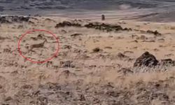 Koruma Altındaki Ceylanlar Doğada Görüntülendi