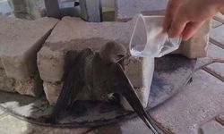 Elazığ'da Sıcaktan Etkilenen Ebabil Kuşu, Verilen Suyla Yeniden Hayata Tutundu!