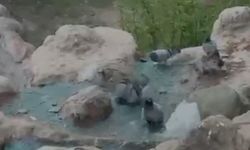 Elazığ’da Sıcaktan Bunalan Güvercinler Havuzda Serinledi