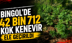 Bingöl'de 42 Bin 712 Kök Kenevir Ele Geçirildi