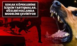Sokak köpeklerine ilişkin tartışmalar, gözleri Hollanda modeline çeviriyor