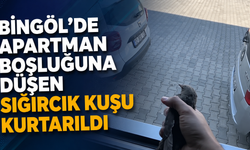 Bingöl’de Apartman Boşluğuna Düşen Sığırcık Kuşu Kurtarıldı