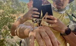 Diyarbakır’da Dev Etçil Çekirgeler Görüntülendi