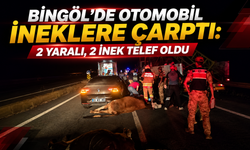 Bingöl'de Otomobil İneklere Çarptı: 2 Yaralı, 2 İnek Telef Oldu